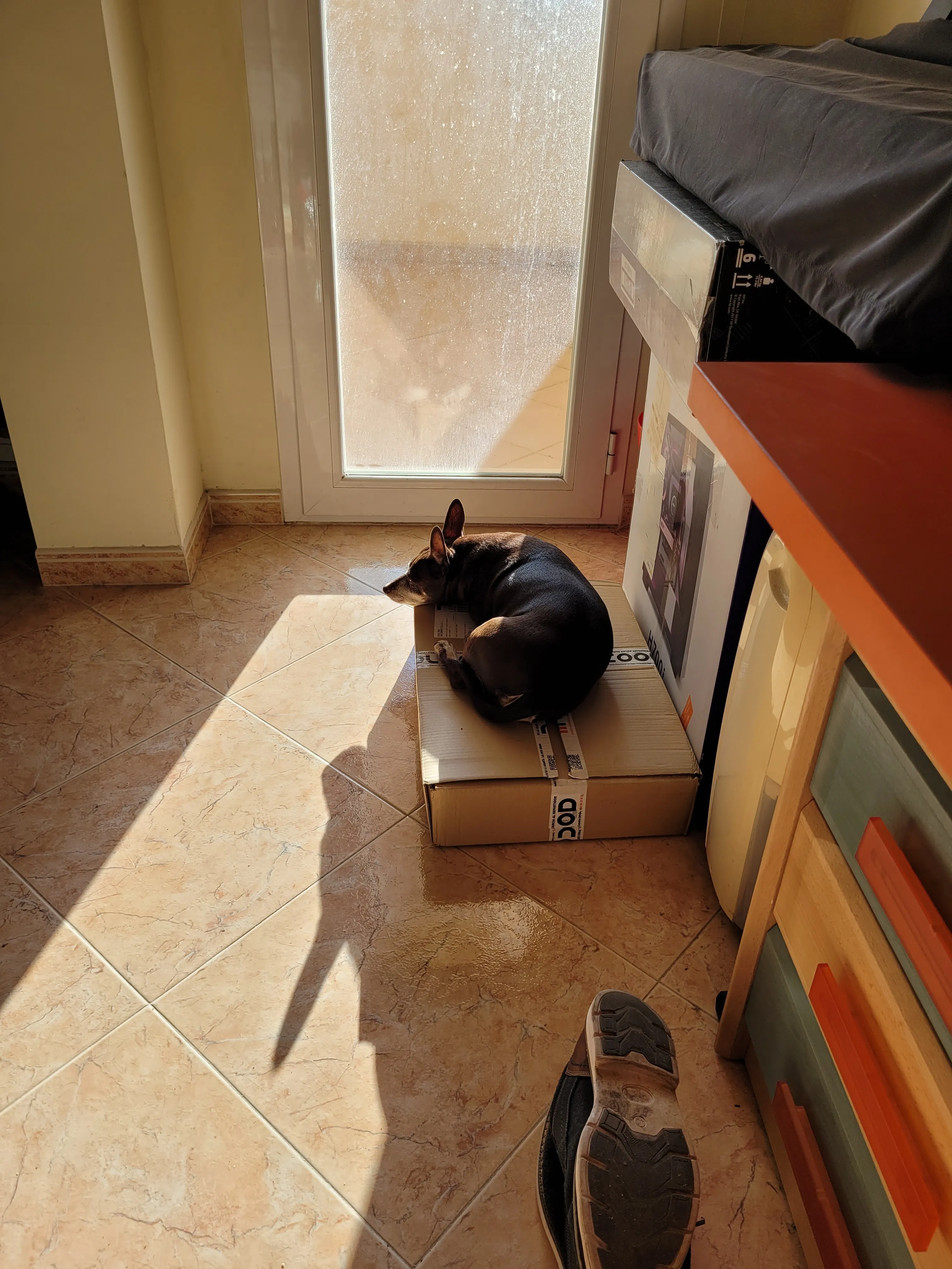 Sofi on top of a package