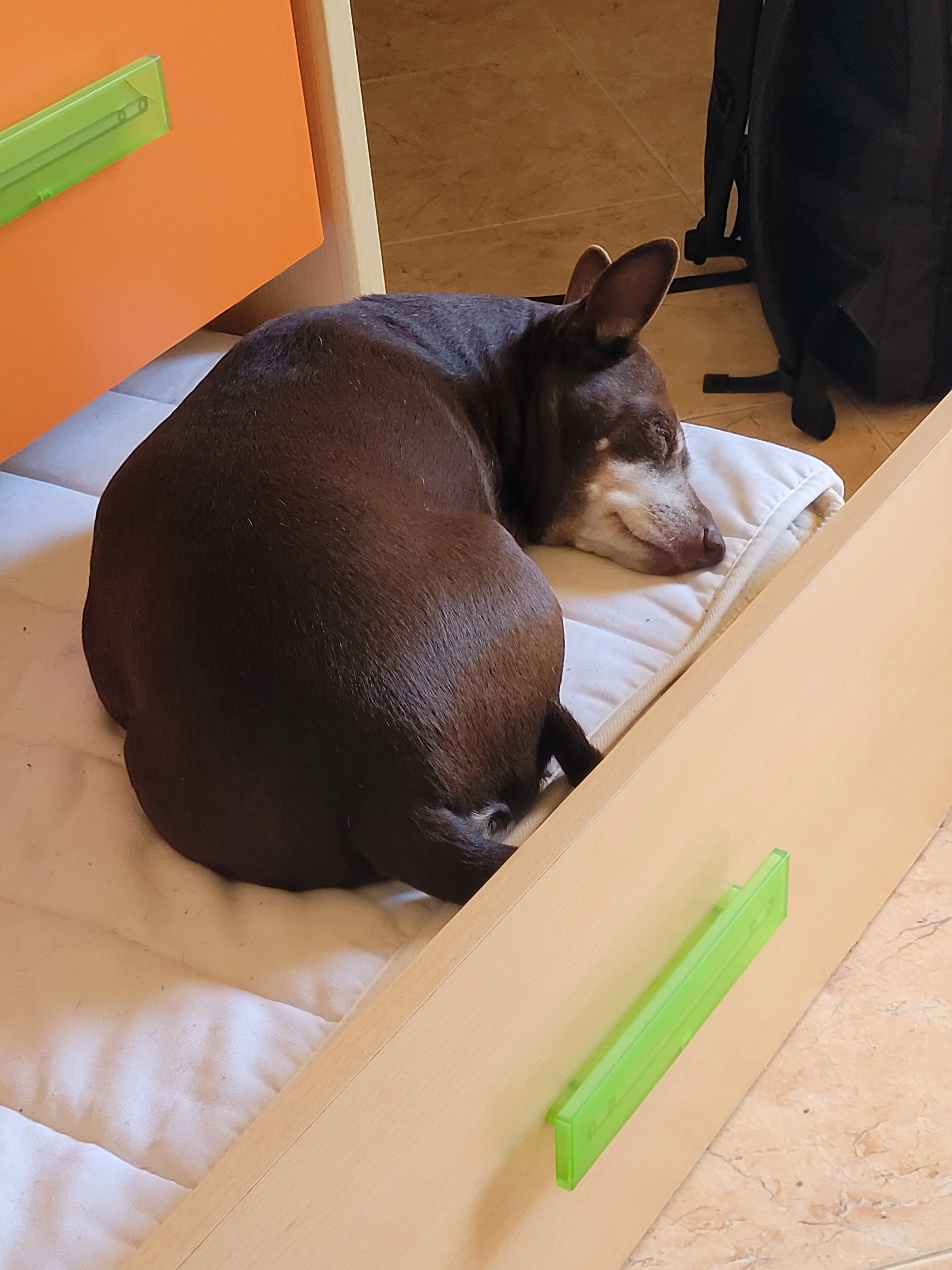 Sofi sleeping in the bed