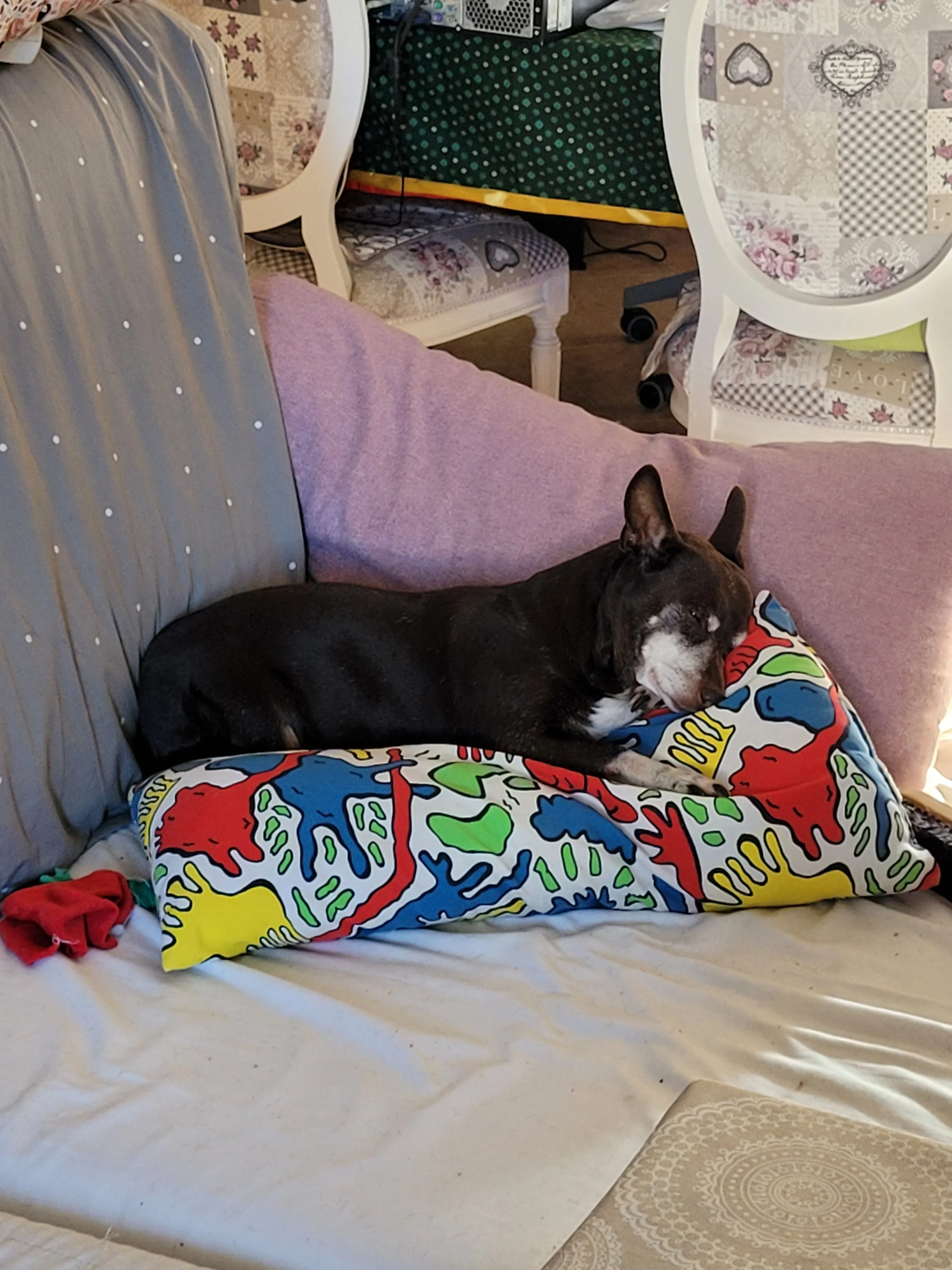 Sofi sleeping on the sofa with a colorful pillow