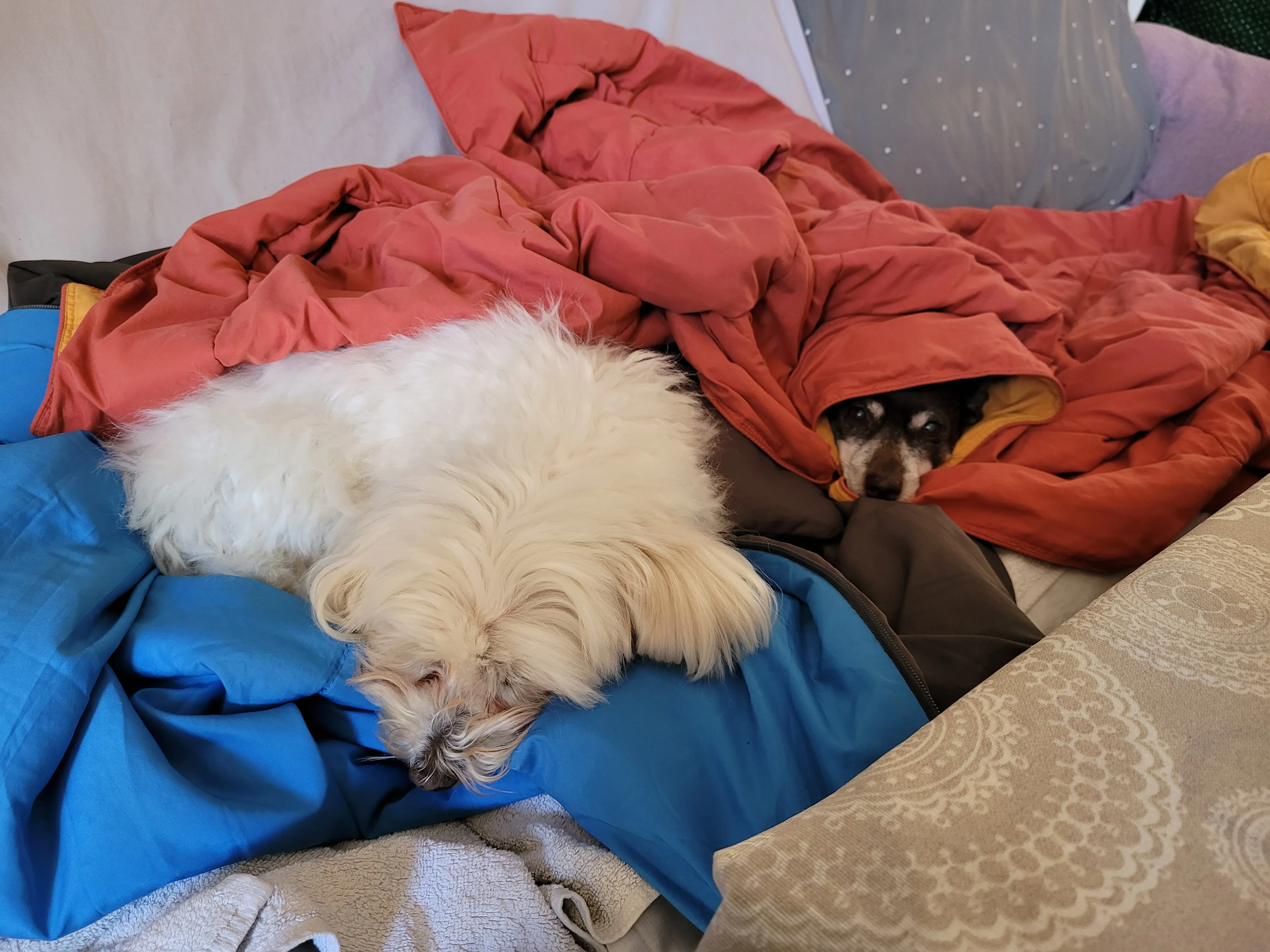Sofi and Mika trying to sleep with blankets in the sofa